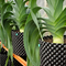 ISO9001 contenitore di plastica della radice dell'albero di crescita di 50 di gallone vasi della pianta velocemente