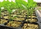 Crescita idroponica di Microgreen di 72 fori di plastica piantando Tray With Drain Hole