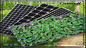 Piantina di plastica Tray With Dome For Microgreens del nero del PVC di PS del vaso del ramo del pavimento