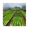 160 buchi EPS galleggiante EPP carta di schiuma per la coltivazione di verdure sementi bianche