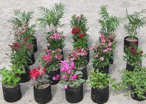 Sistema di coltivazione idroponica Sacchetti di coltivazione in plastica Soft Generate Peony Flower Nursery Bag