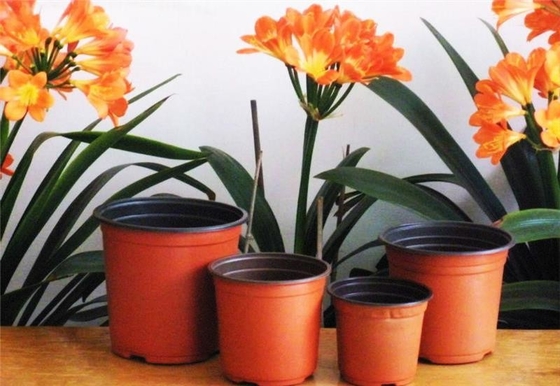 Vendibile a caldo Scatola rotonda Soft Hydroponic Fresh Flower Pot resistente all'invecchiamento