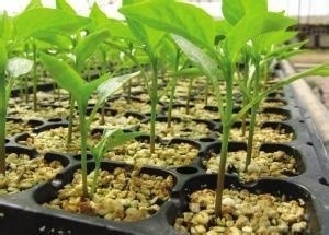 Tavolo di semina di plastica stabilizzato in HDPE UV, vaso per potatura a aria