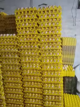 Colore giallo Plastica Blister Termoformato Piastra a vuoto Imballaggio Uova Trasporto 30 Imballaggio Uova