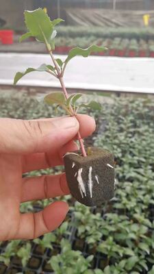 32, 50, 98, 108, , 200 vassoi per sementi, vassoi per sementi, porta sementi